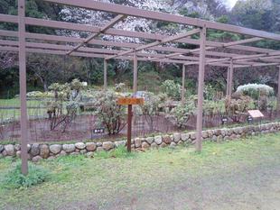 ボタン園マップを作成しました。