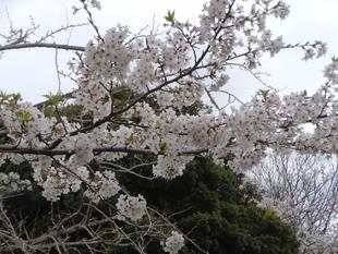 令和3年　桜開花情報(富岡総合公園桜並木)【3月28日号】
