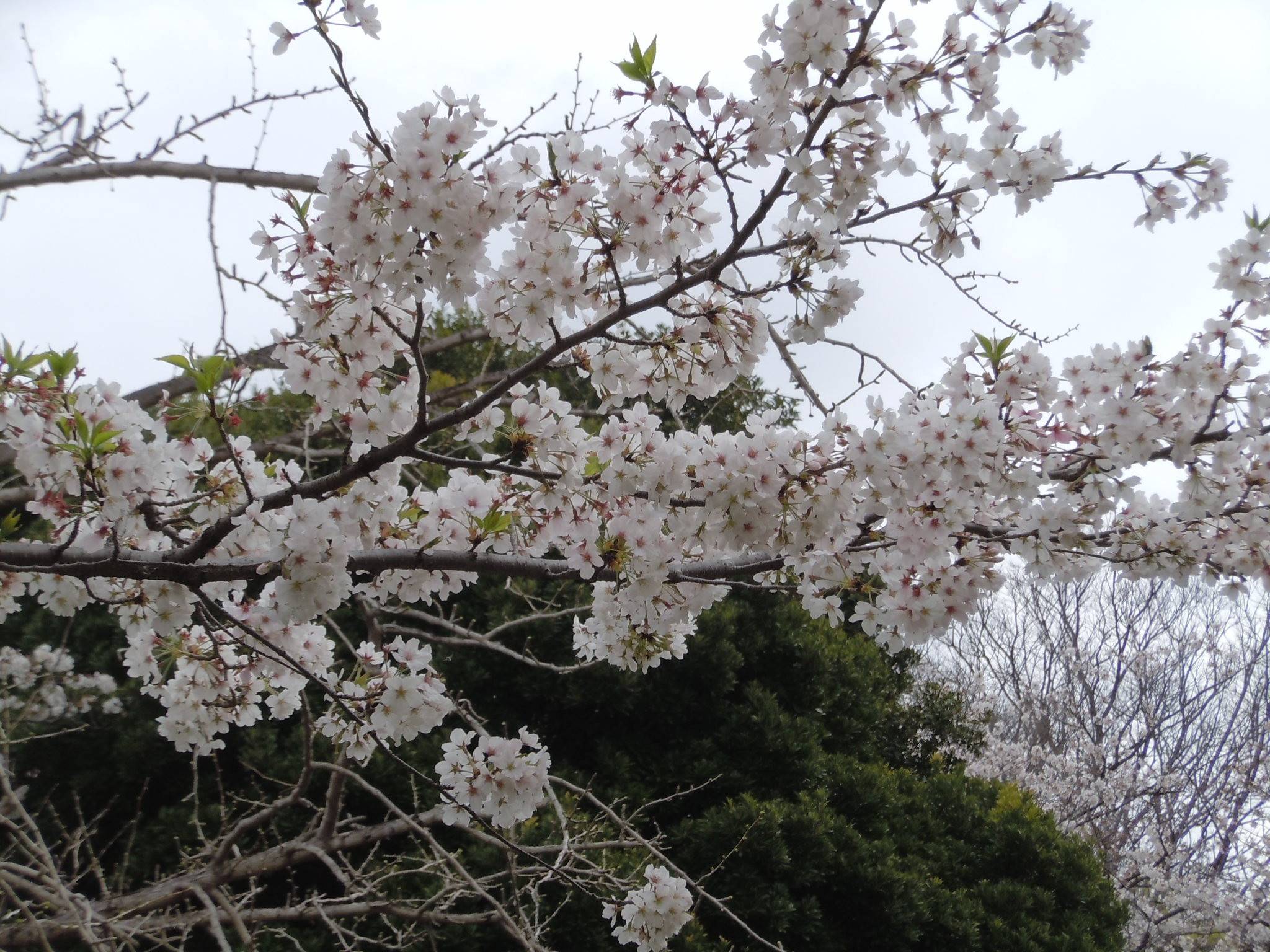 令和3年 桜開花情報(富岡総合公園桜並木)【3月28日号】の写真