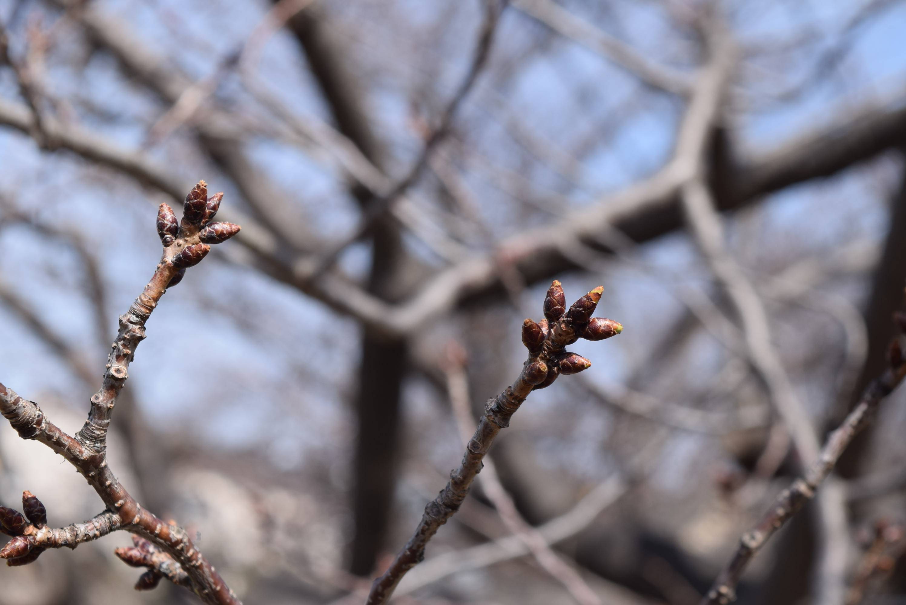 桜開花情報(富岡総合公園桜並木)を本日より発信します!【3月1日号】の写真