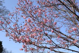 ヨコハマヒザクラ3分咲きです!