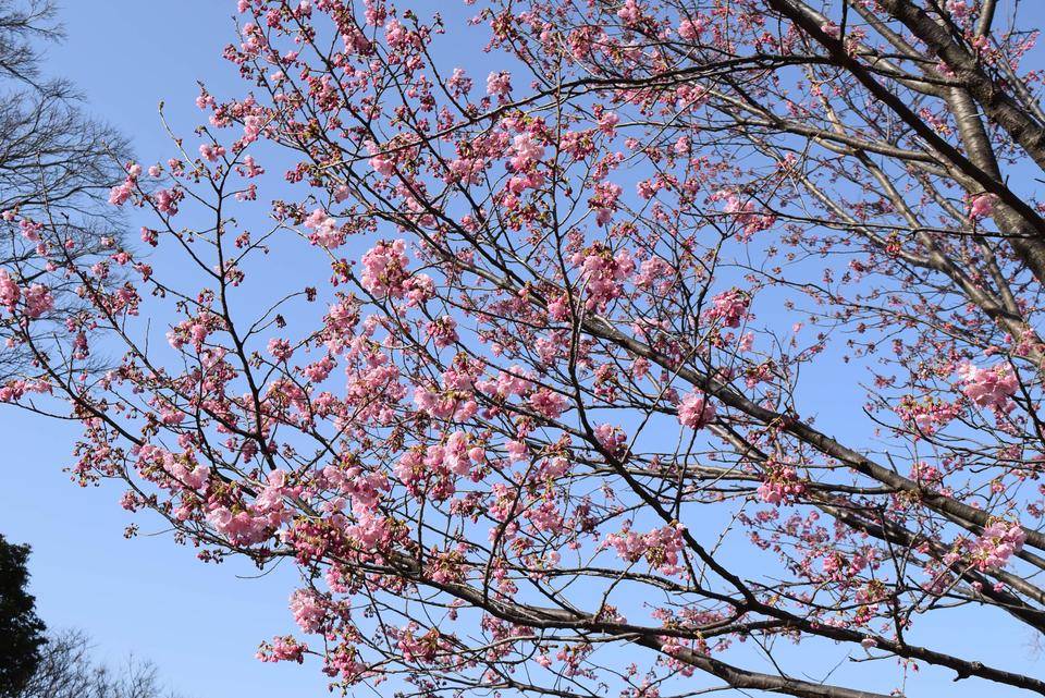 ヨコハマヒザクラ3分咲きです!の写真