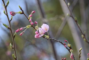 サクラ並木のジンダイアケボノが咲き始めました!