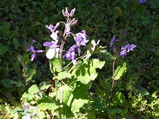 小さな花それぞれ