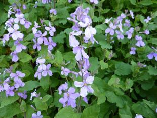 ショカッサイがたくさん咲いています!!
