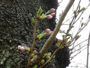 令和3年　桜開花情報(富岡総合公園桜並木)【3月20日号】