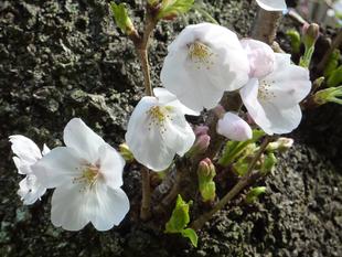 令和3年　桜開花情報(富岡総合公園桜並木)【3月23日号】