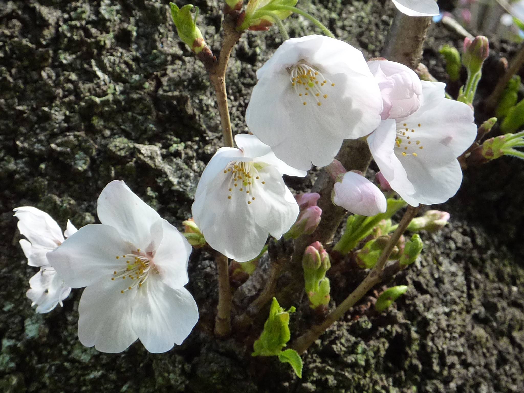 令和3年 桜開花情報(富岡総合公園桜並木)【3月23日号】の写真