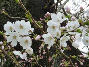令和3年　桜開花情報(富岡総合公園桜並木)【3月25日号】