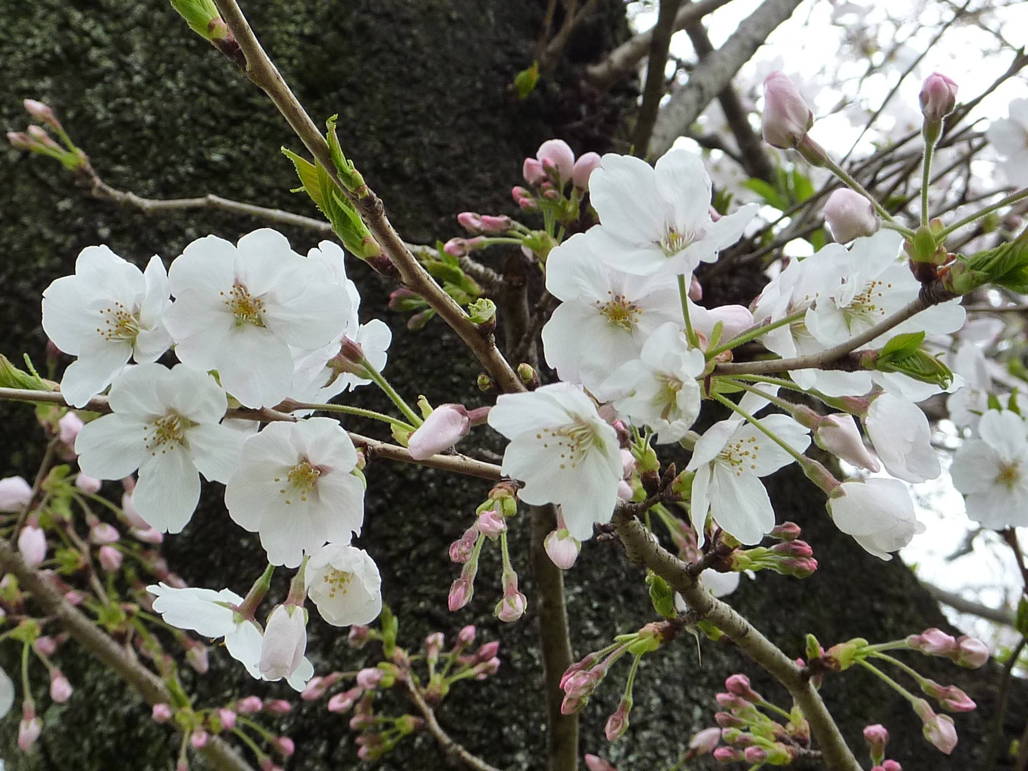 令和3年 桜開花情報(富岡総合公園桜並木)【3月25日号】の写真