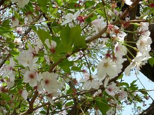 令和3年　桜開花情報(富岡総合公園桜並木)【4月1日号】