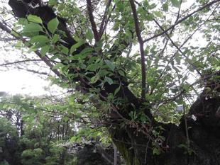 令和3年　桜開花情報(富岡総合公園桜並木)【4月4日号】