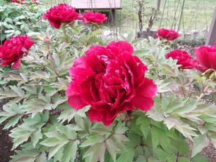 ボタン園の花が咲き始めました。