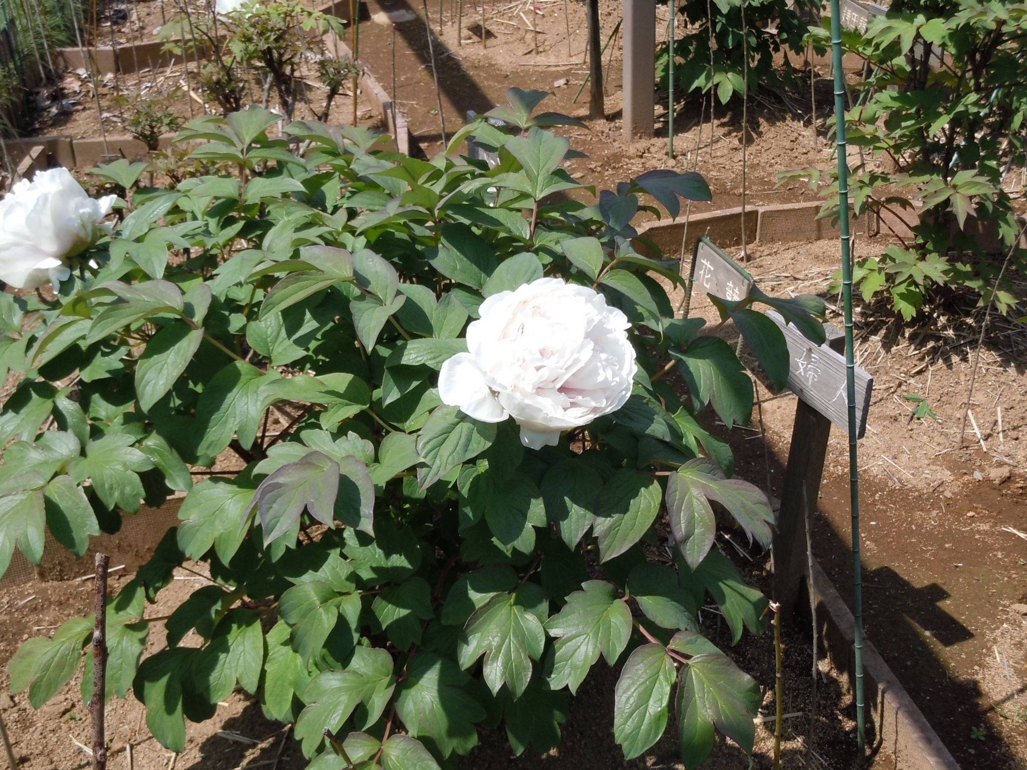 ボタンの紹介の写真