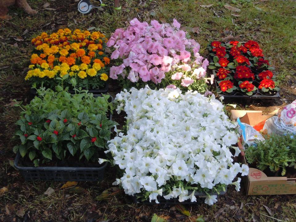 花壇の花植えの写真