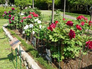 ボタンが見ごろとなってきました。