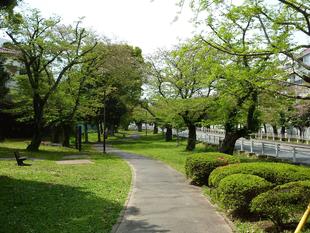 令和3年　桜開花情報(富岡総合公園桜並木)【4月8日号】最終回