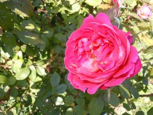 バラが咲いています。