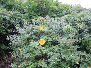 キンシバイとヤマボウシ