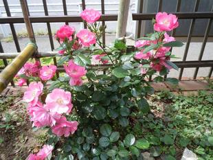 バラが咲いています（続編）