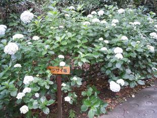 アジサイが見ごろとなりました