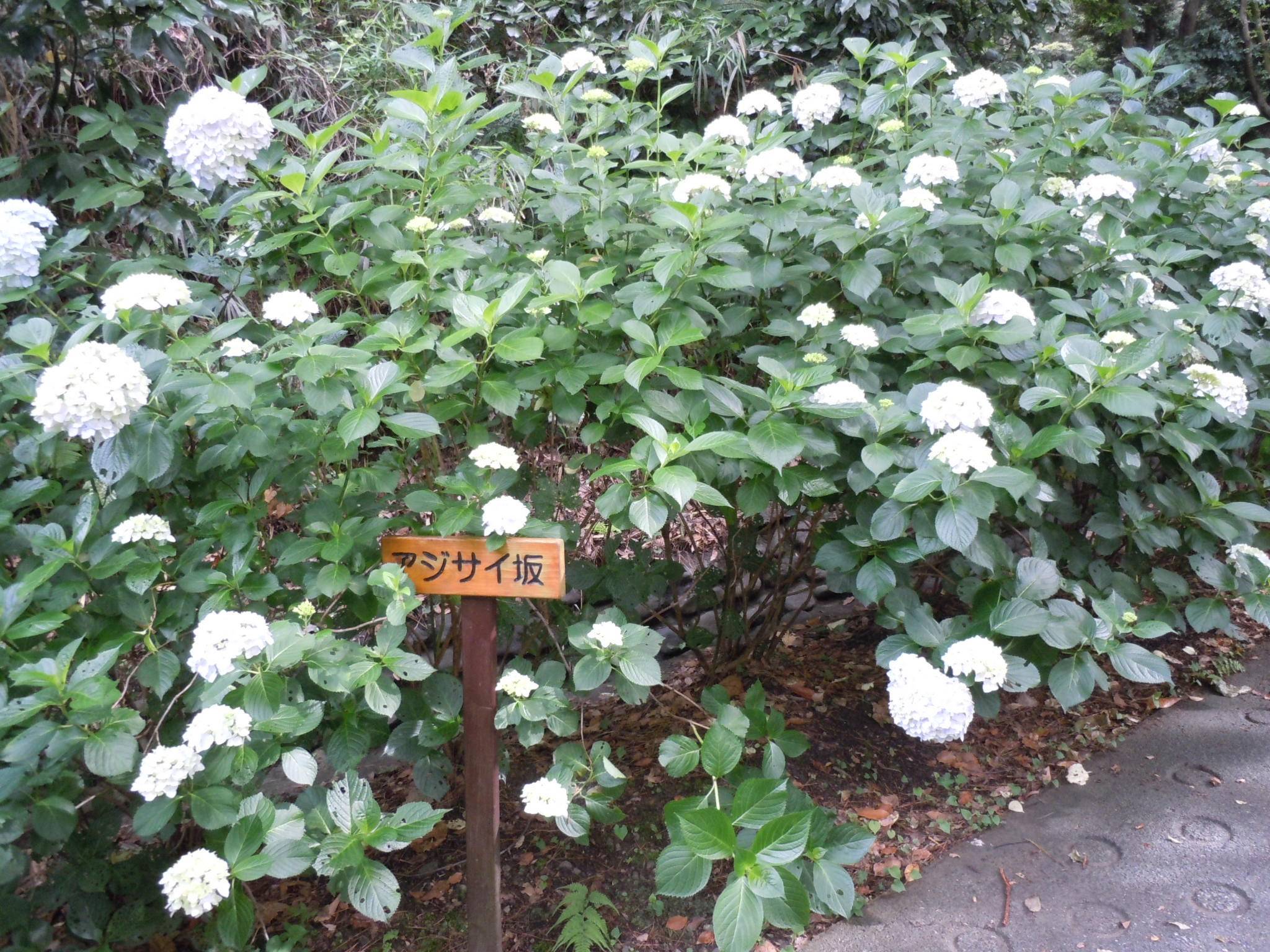アジサイが見ごろとなりましたの写真