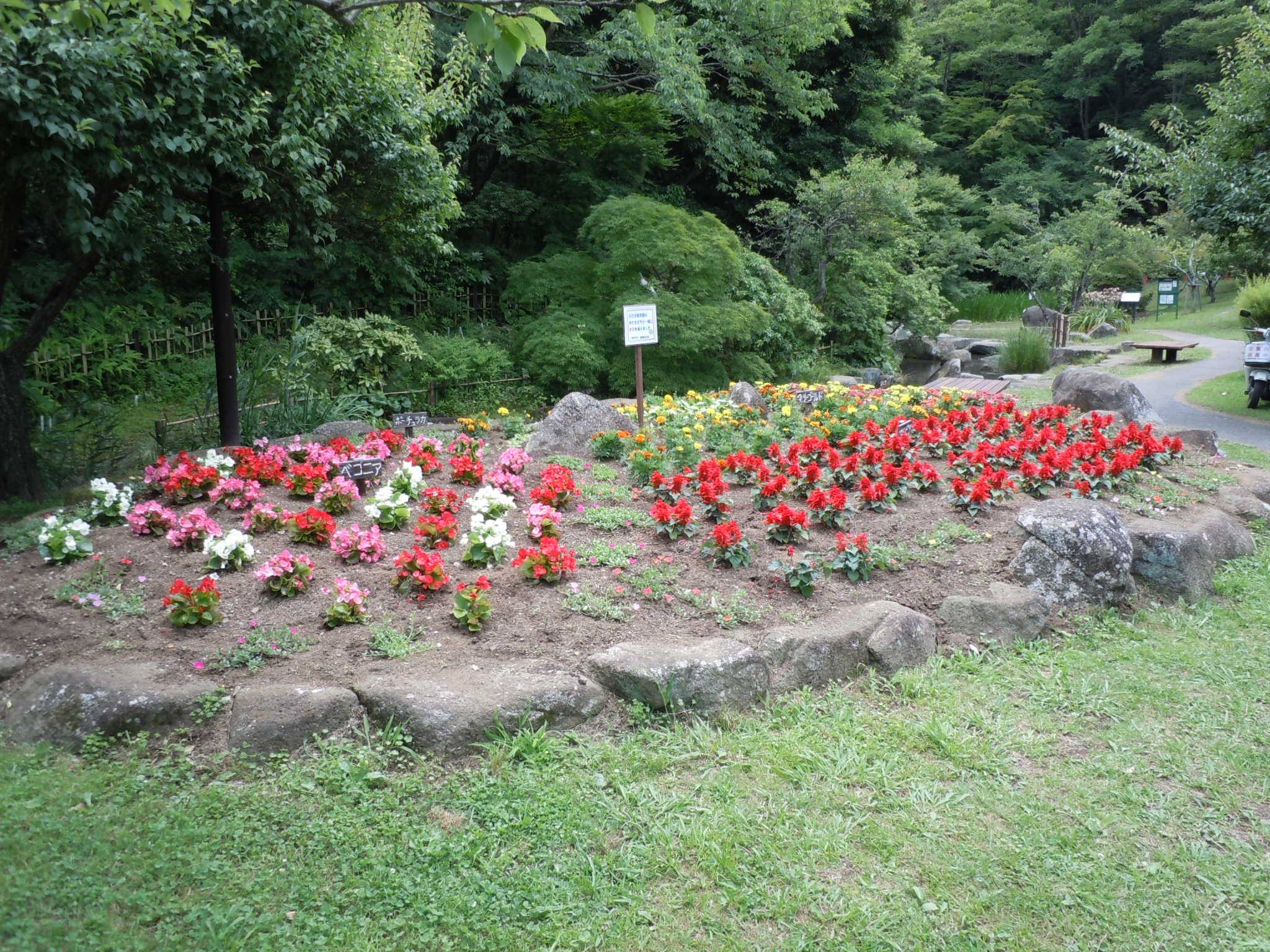 花壇花植えの写真