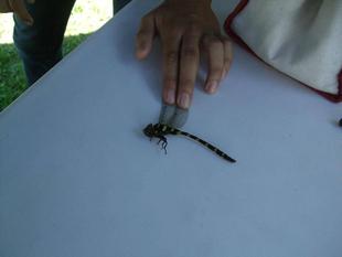 7月２４日（土）第２回トンボとり大作戦を開催しました！