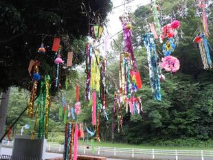 七夕飾りに短冊つけました