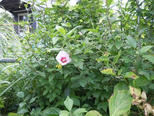 ムクゲと藪ミョウガ