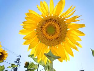 ヒマワリが咲きました