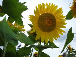 ヒマワリが咲きました（続編）