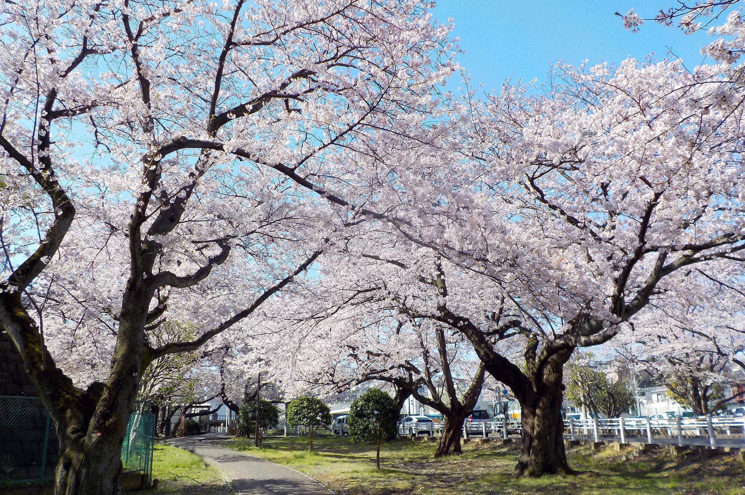 富岡総合公園トップ画像2