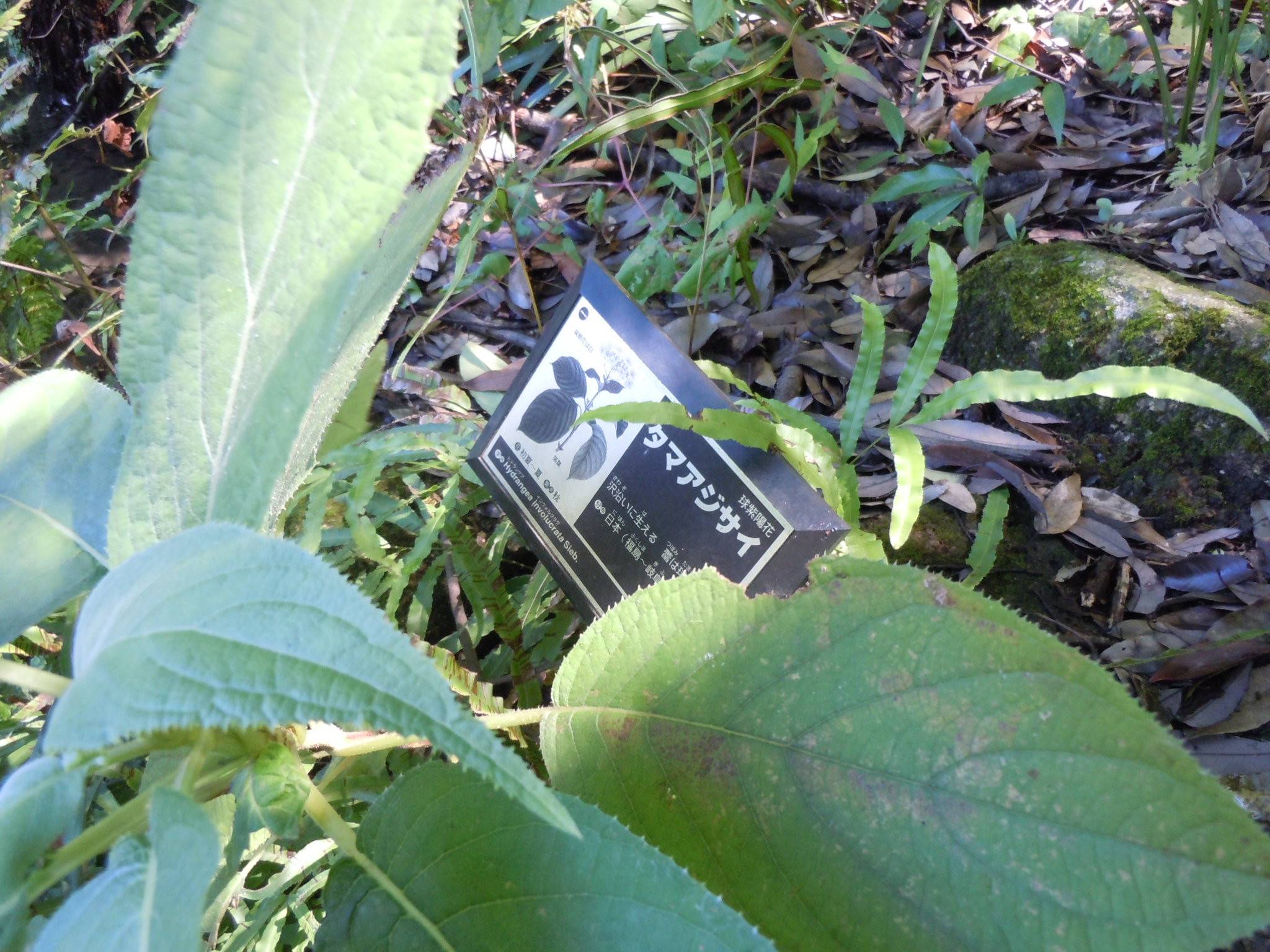 タマアジサイが咲きましたの写真