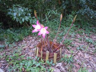 ハナズイセンが咲きました