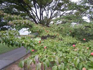 ハナミズキとヤマボウシ