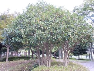 キンモクセイ・ヒガンバナ