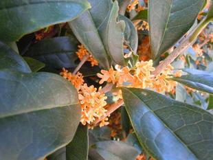 ２回目のキンモクセイ