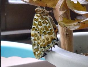 蝶々の羽化