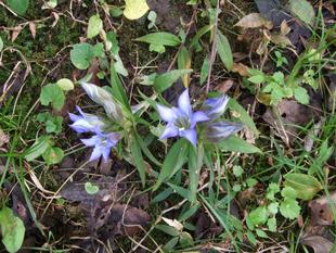 10月30日（土）第5回公園ウォーキングツアーを開催しました