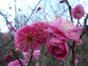 紅梅が咲き始めました