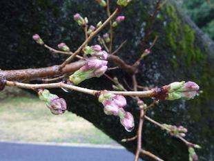 桜開花情報 2022年3月22日