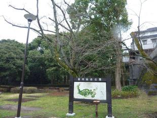 桜開花情報２０２２年３月１８日