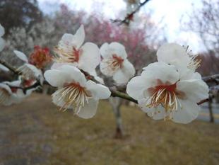 梅林がほぼ咲き始めました。