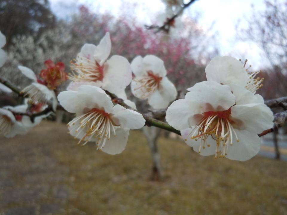 梅林がほぼ咲き始めました。の写真