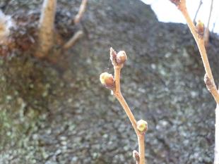 桜開花情報2022年3月11日