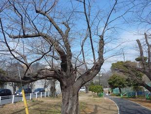 桜開花情報2022年3月2日