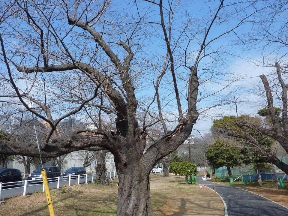 桜開花情報2022年3月2日の写真