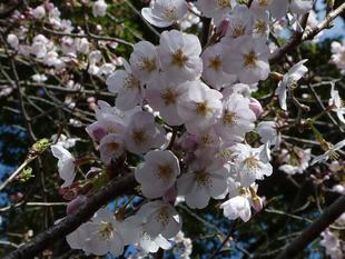 桜開花情報 2022年3月27日