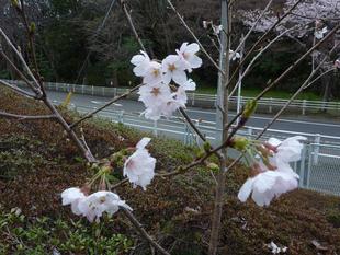 桜開花情報  2022年3月29日